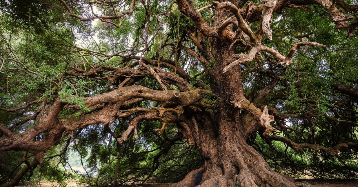 Painel-links-v&iacute;deo-anadia